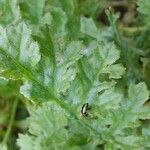 Jacobaea paludosa Leaf