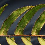 Nephrolepis acutifolia Leaf