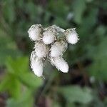 Antennaria neglecta Flower