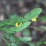 Zornia reticulata Floare