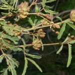 Mimosa camporum Φύλλο