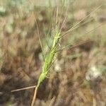 Aegilops triuncialis 葉