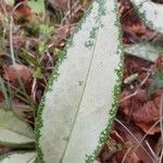 Pulmonaria longifolia 葉