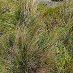 Schoenus nigricans Blatt