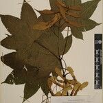 Acer campbellii Kita