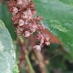 Leucothoe fontanesiana Плод