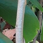 Callianthe picta Casca
