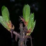 Ficus cahuitensis Drugo