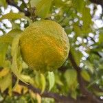 Citrus aurantium Frukt