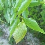 Ulmus carpinifolia Feuille