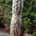 Oreocereus leucotrichus Habit