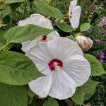 Hibiscus moscheutos花