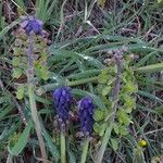 Muscari neglectum Fruit