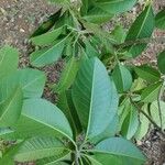 Esenbeckia leiocarpa Blatt