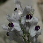 Linaria verticillata Цвят