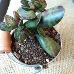 Adromischus cooperi Ліст