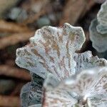 Kalanchoe rhombopilosa Blatt