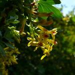 Ribes aureum Blomma