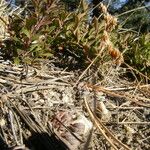 Sedum lanceolatum Buveinė