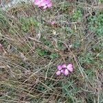 Dianthus pungens Habitus