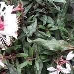 Gaura lindheimeri Blatt