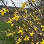 Forsythia suspensaBlodyn