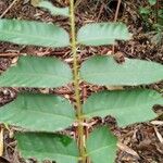 Cedrela fissilis Leaf