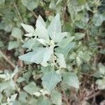 Atriplex halimus Blad