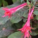 Fuchsia triphyllaFloare