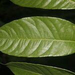 Spondias radlkoferi Leaf