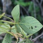 Calopogonium mucunoides Deilen