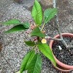 Plumeria alba Leaf