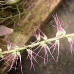 Bulbophyllum cocoinum Kvet