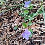 Viola riviniana ᱛᱟᱦᱮᱸ