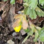 Potentilla verna Blüte