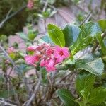 Escallonia rubra Fleur