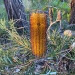 Banksia spinulosa Λουλούδι