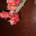 Cylindropuntia leptocaulis Fruit