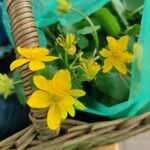 Ranunculus thora Bloem