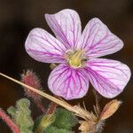 Erodium corsicum Frukt