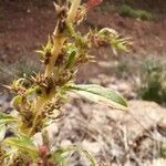 Amaranthus albus Kukka