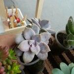 Graptopetalum superbumبرگ