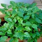 Ligustrum sinense Ліст