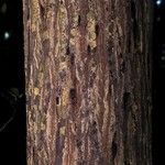 Calophyllum polyanthum Bark