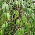 Capparis quiniflora Hoja