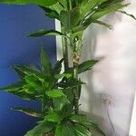 Dracaena fragransLeaf