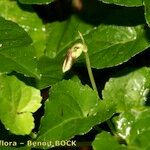 Viola anagae Other