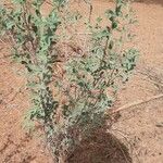 Indigofera oblongifolia Агульны выгляд