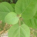 Ficus palmata List