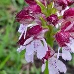 Orchis purpurea 花